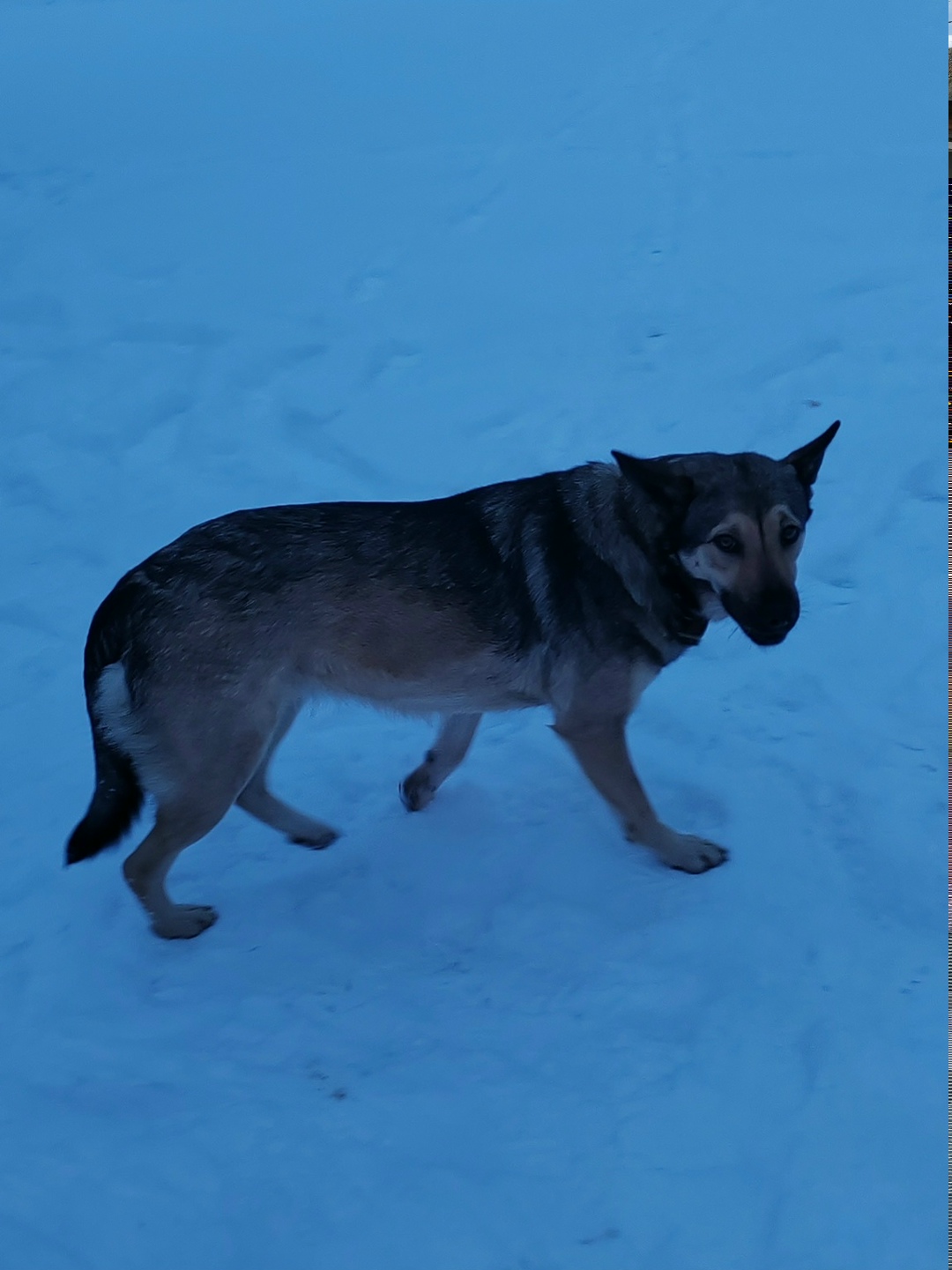 Найдена собака в Владимире — фото объявления