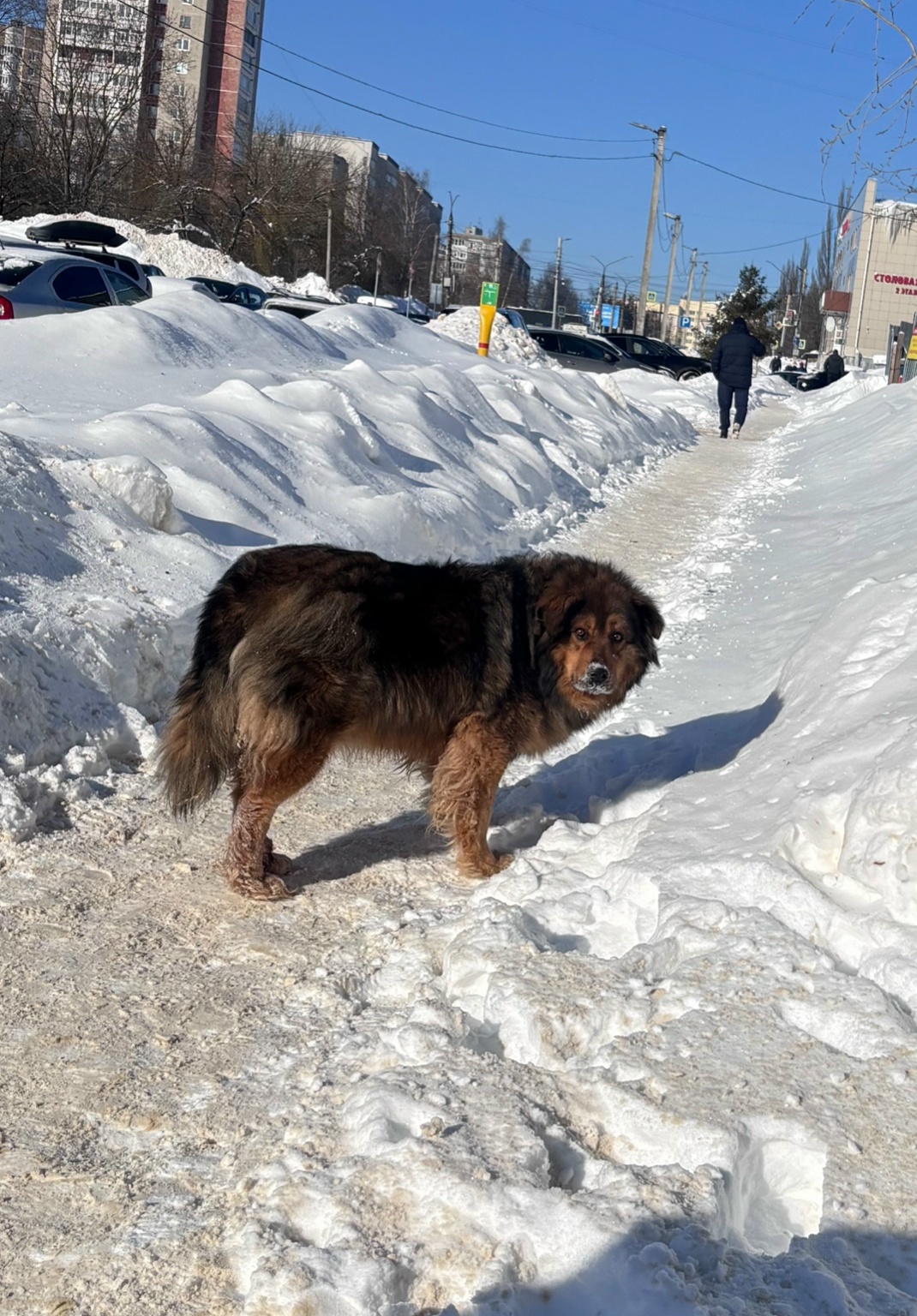 Найдена собака в Владимире — фото объявления