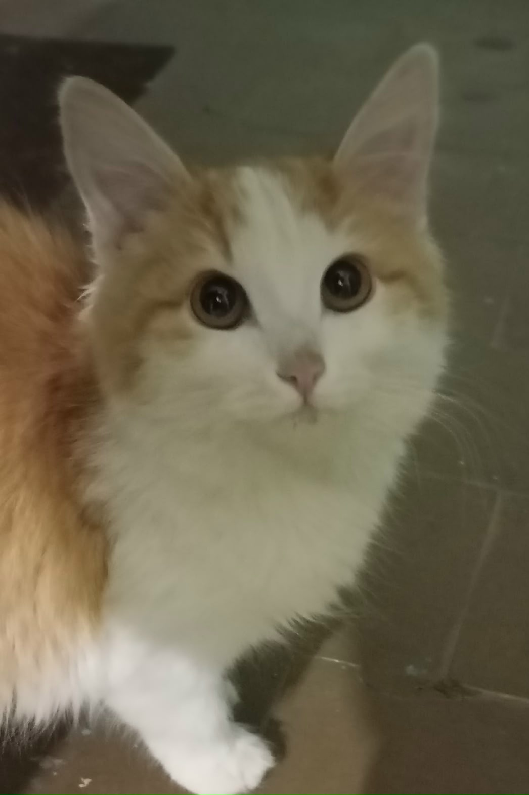 Найдена кошка в Владимире — фото объявления