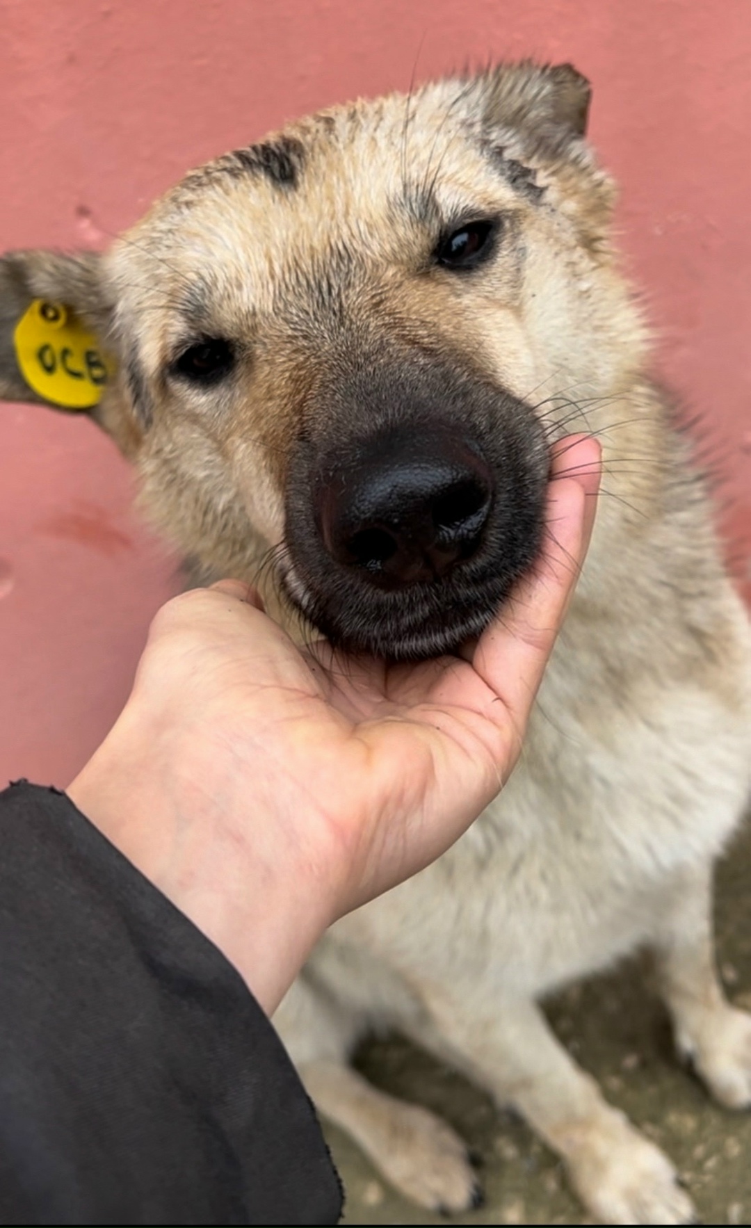 Найдена собака в Владимире — фото объявления