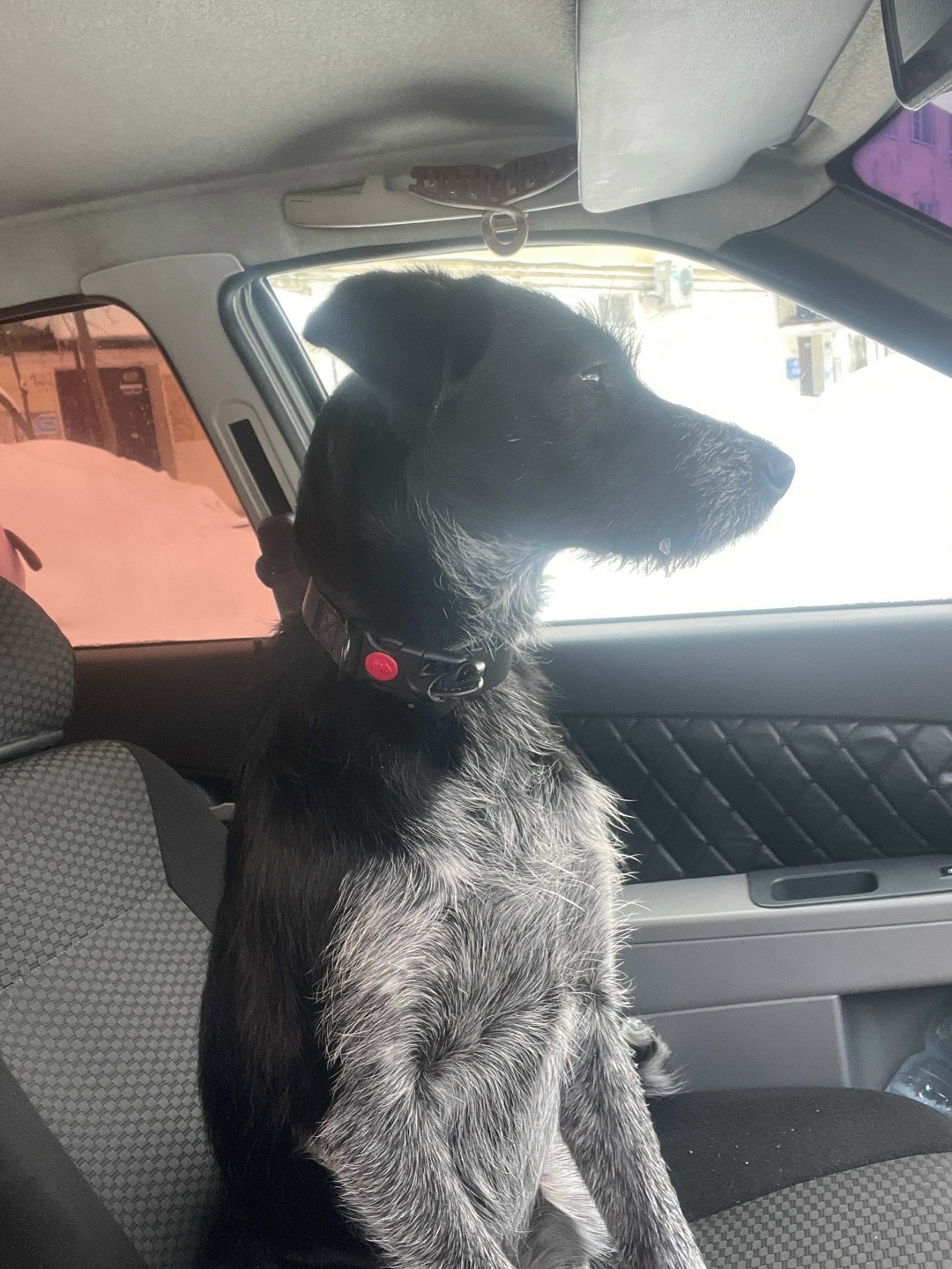 Найдена собака в Владимире — фото объявления