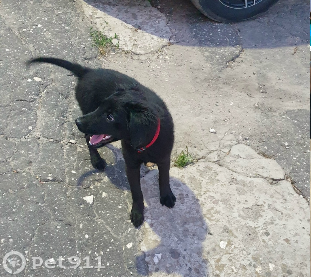 Найдена собака в Владимире — фото объявления