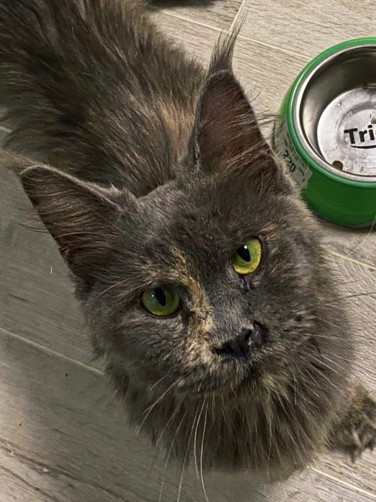 Найдена кошка в Владимире — фото объявления