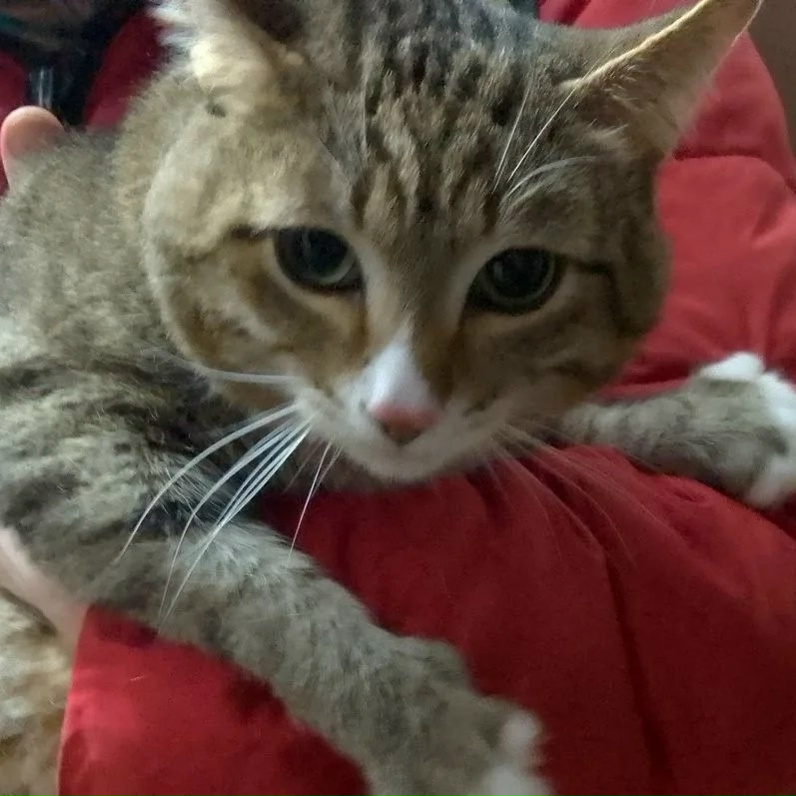 Найдена кошка в Владимире — фото объявления