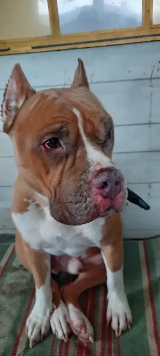 Найдена собака в Владимире — фото объявления