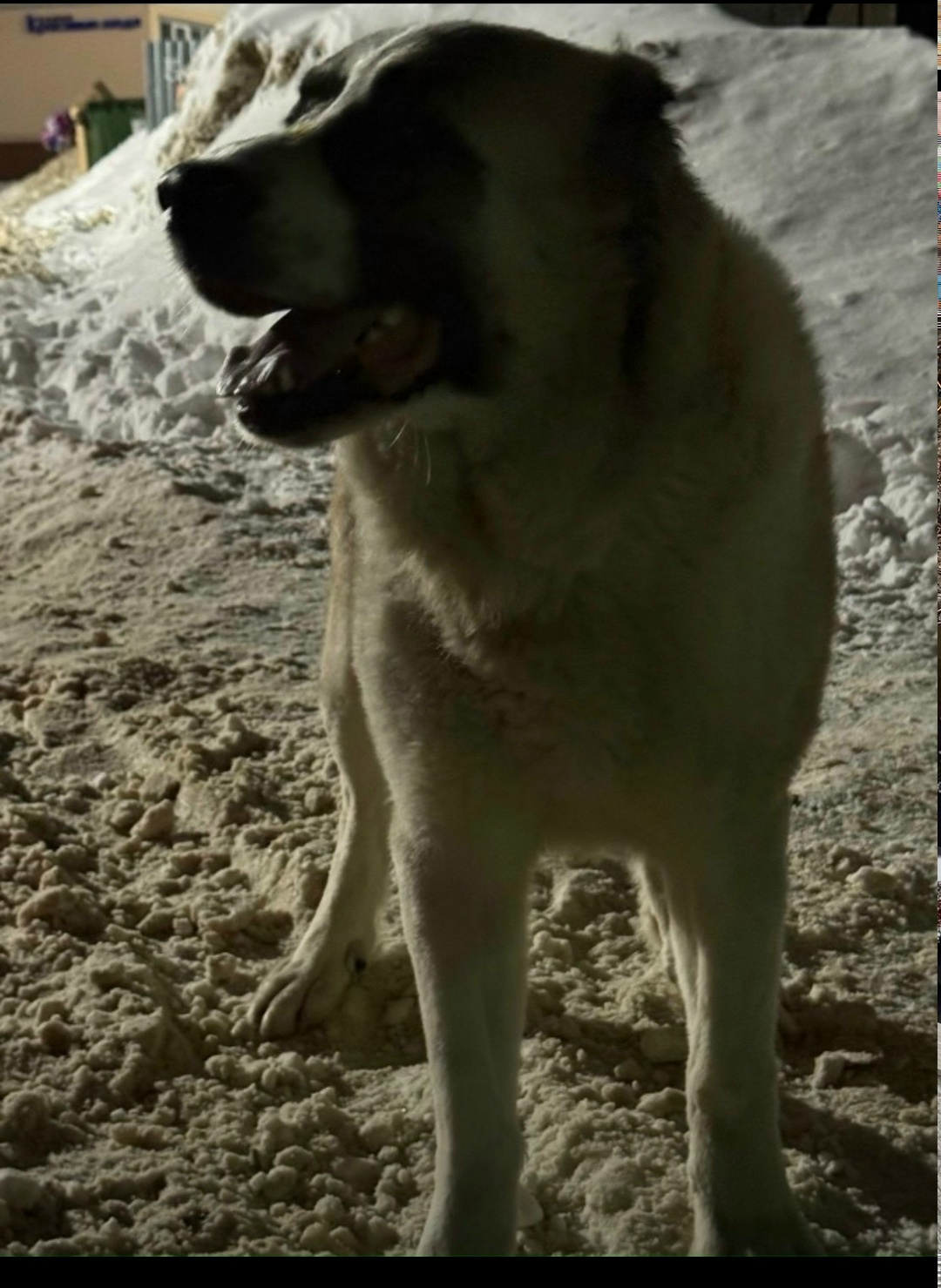 Найдена собака в Владимире — фото объявления