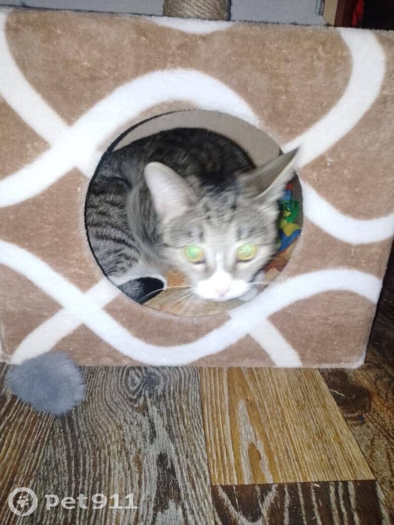 Пропала кошка в Владимире — фото объявления