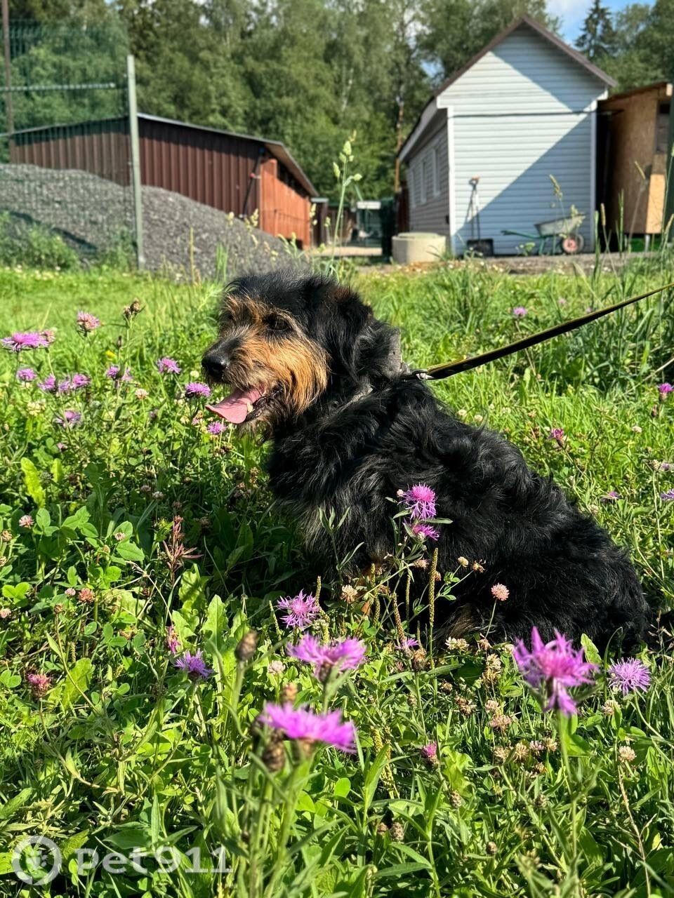 Найдена собака в Владимире — фото объявления