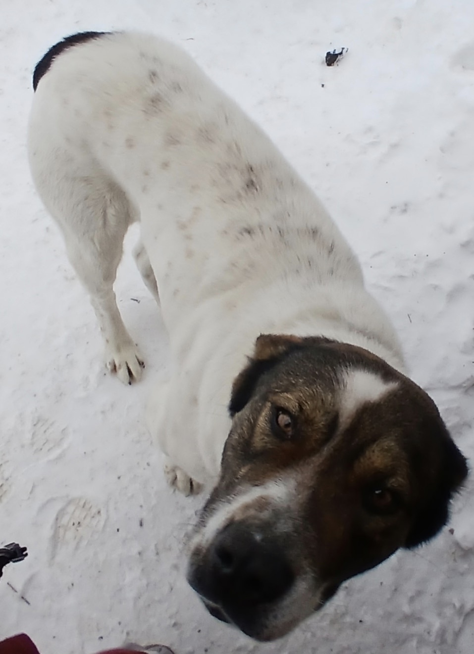 Найдена собака в Владимире — фото объявления