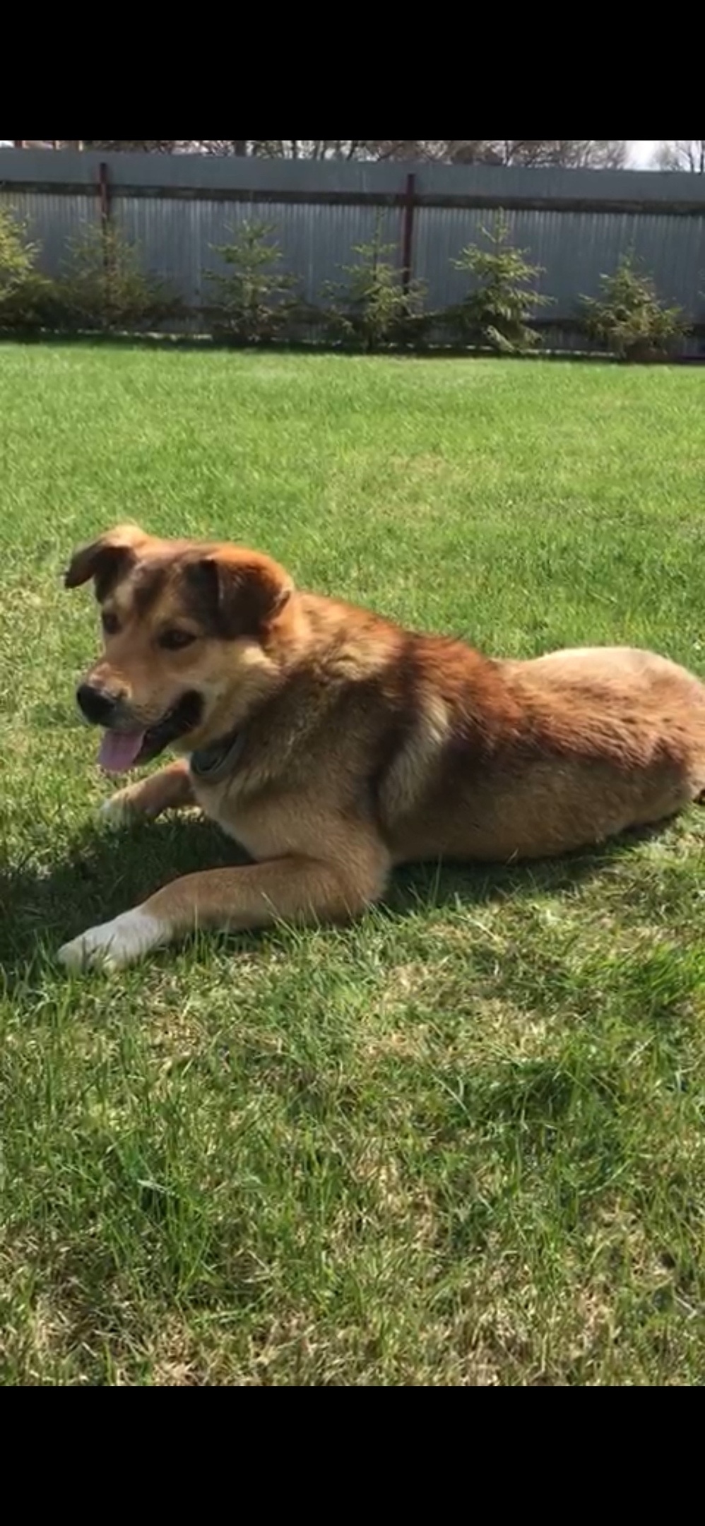 Пропала собака в Владимире — фото объявления