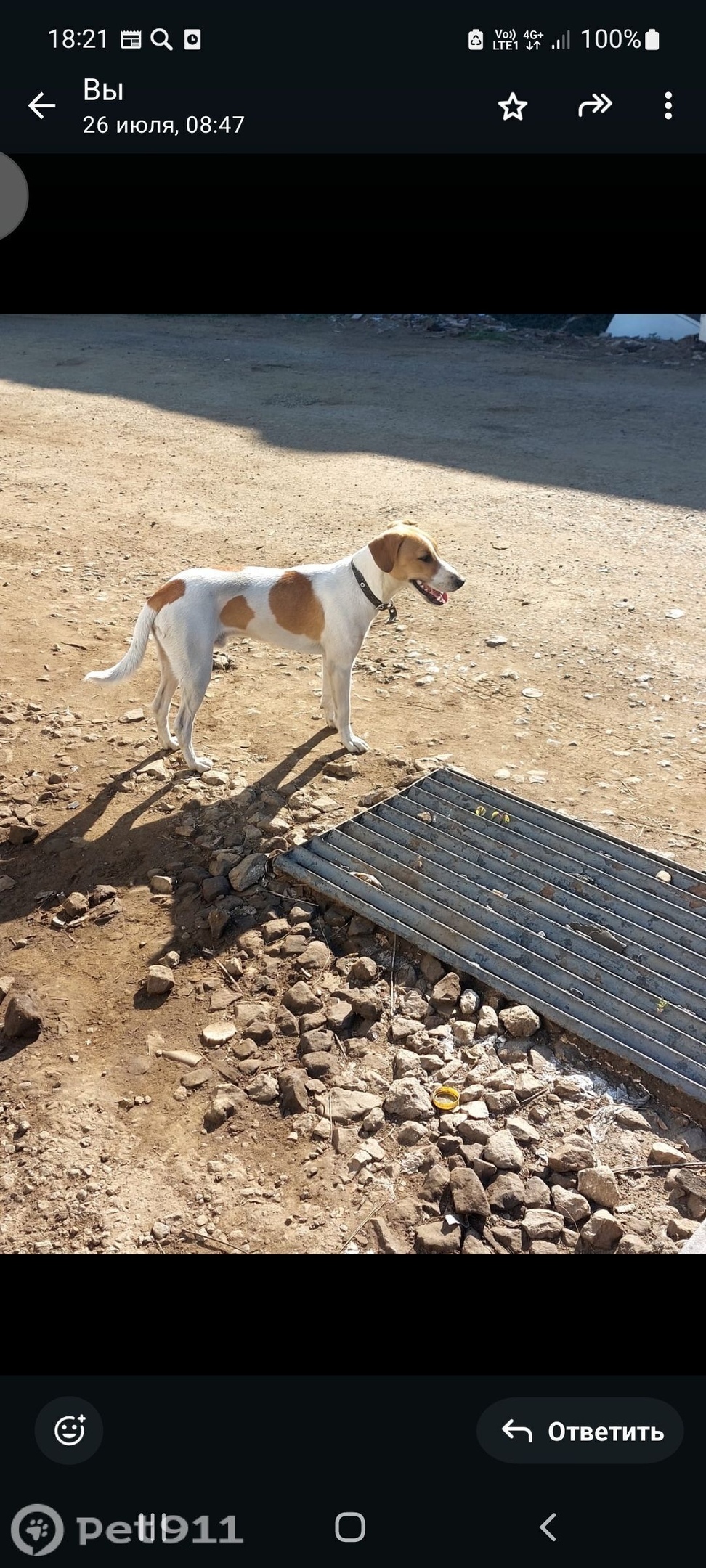 Найдена собака в Владимире — фото объявления