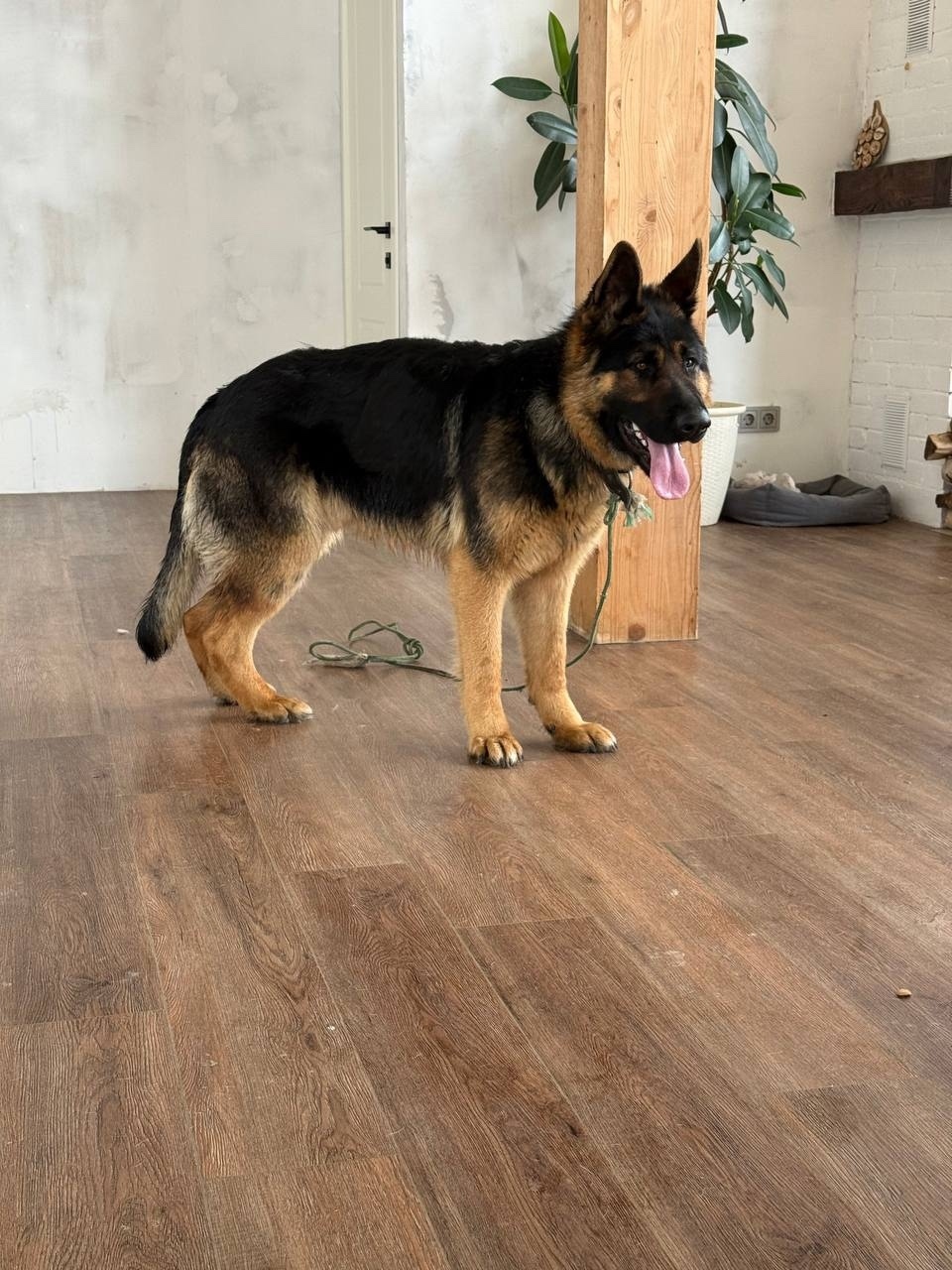 Найдена собака в Владимире — фото объявления