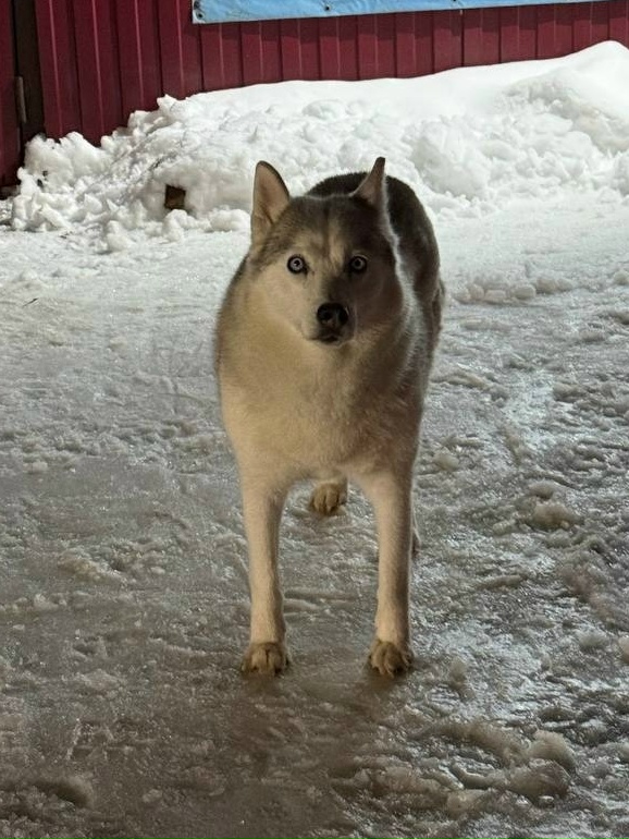 Найдена собака в Владимире — фото объявления