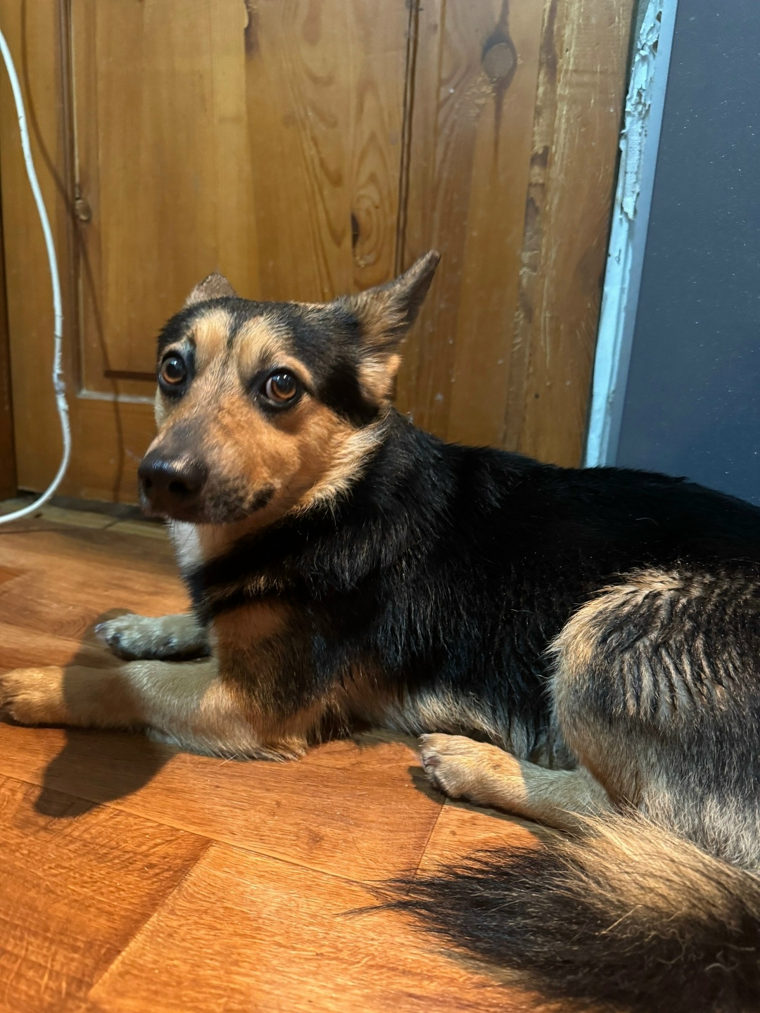 Найдена собака в Владимире — фото объявления