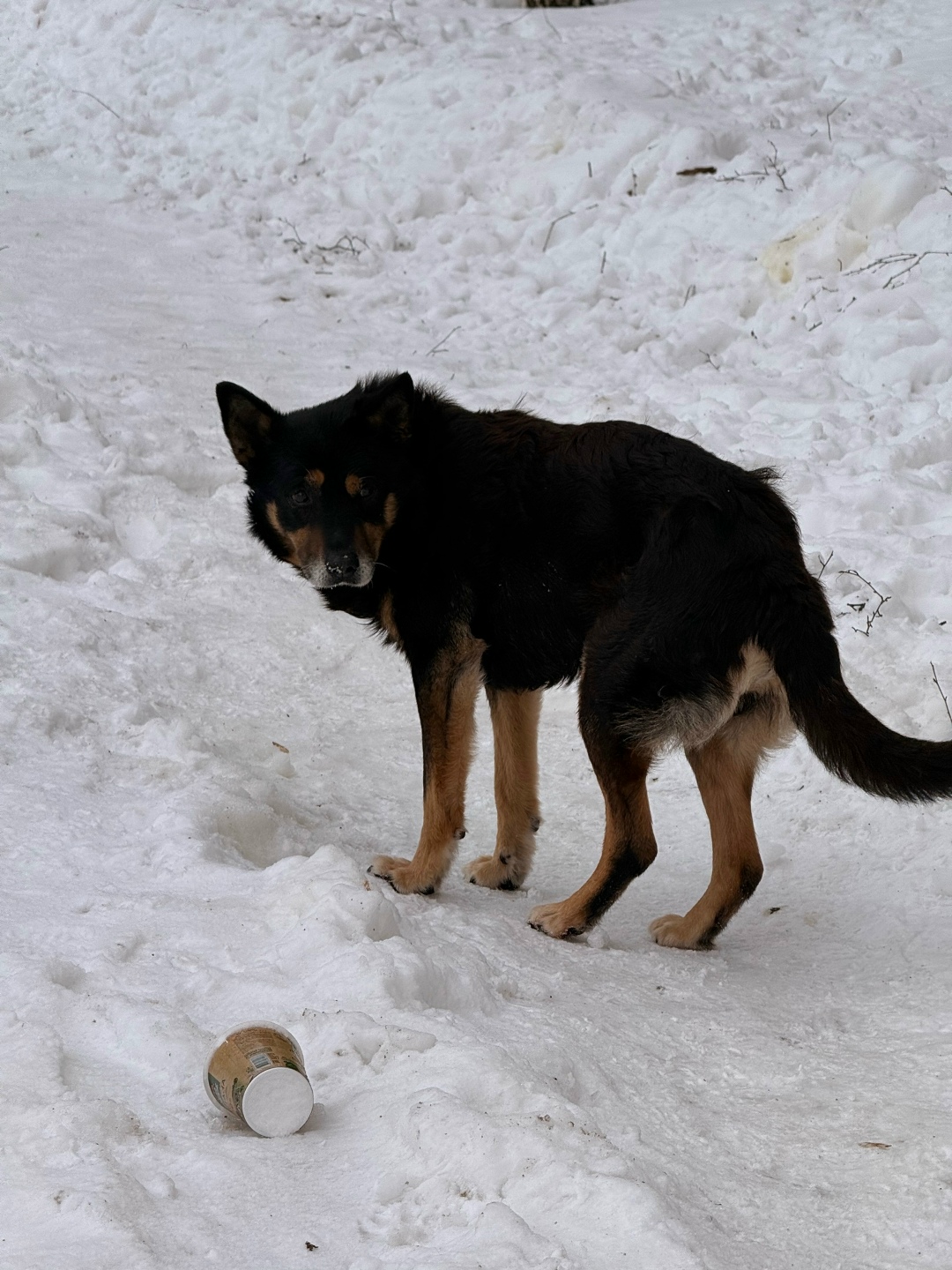 Найдена собака в Владимире — фото объявления