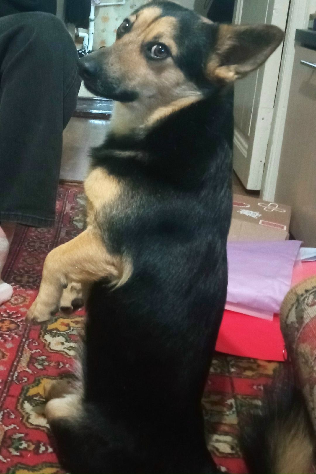 Пропала собака в Владимире — фото объявления