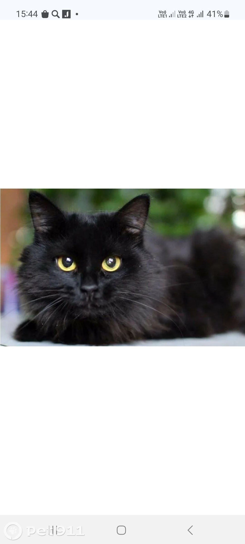 Пропала кошка в Владимире — фото объявления