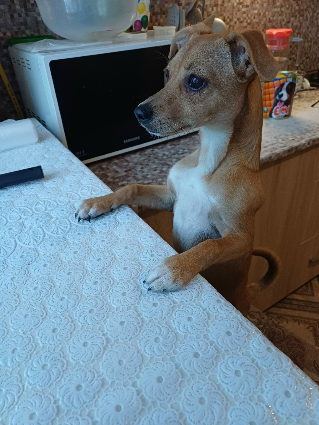 Найдена собака в Владимире — фото объявления