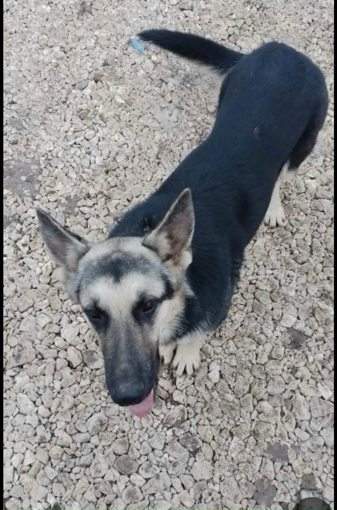 Пропала собака в Владимире — фото объявления