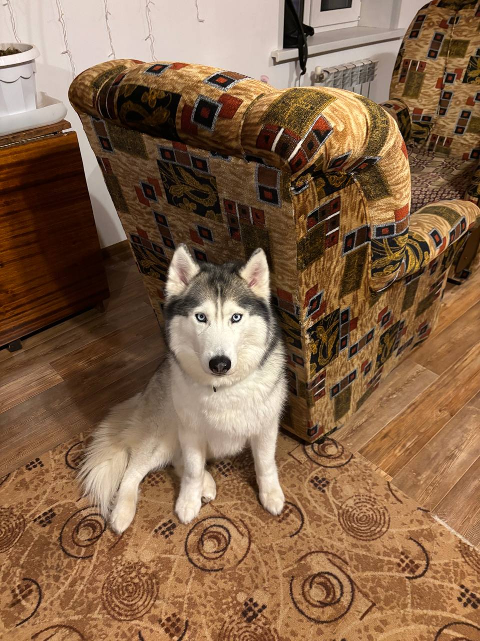 Пропала собака в Владимире — фото объявления