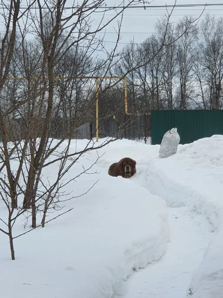 Найдена собака в Владимире — фото объявления