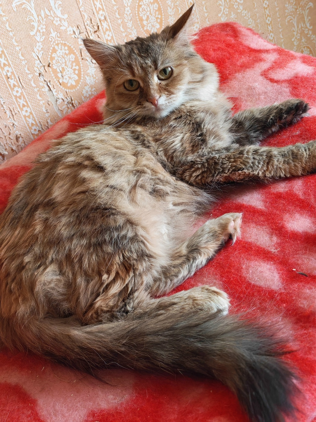 Найдена кошка в Владимире — фото объявления