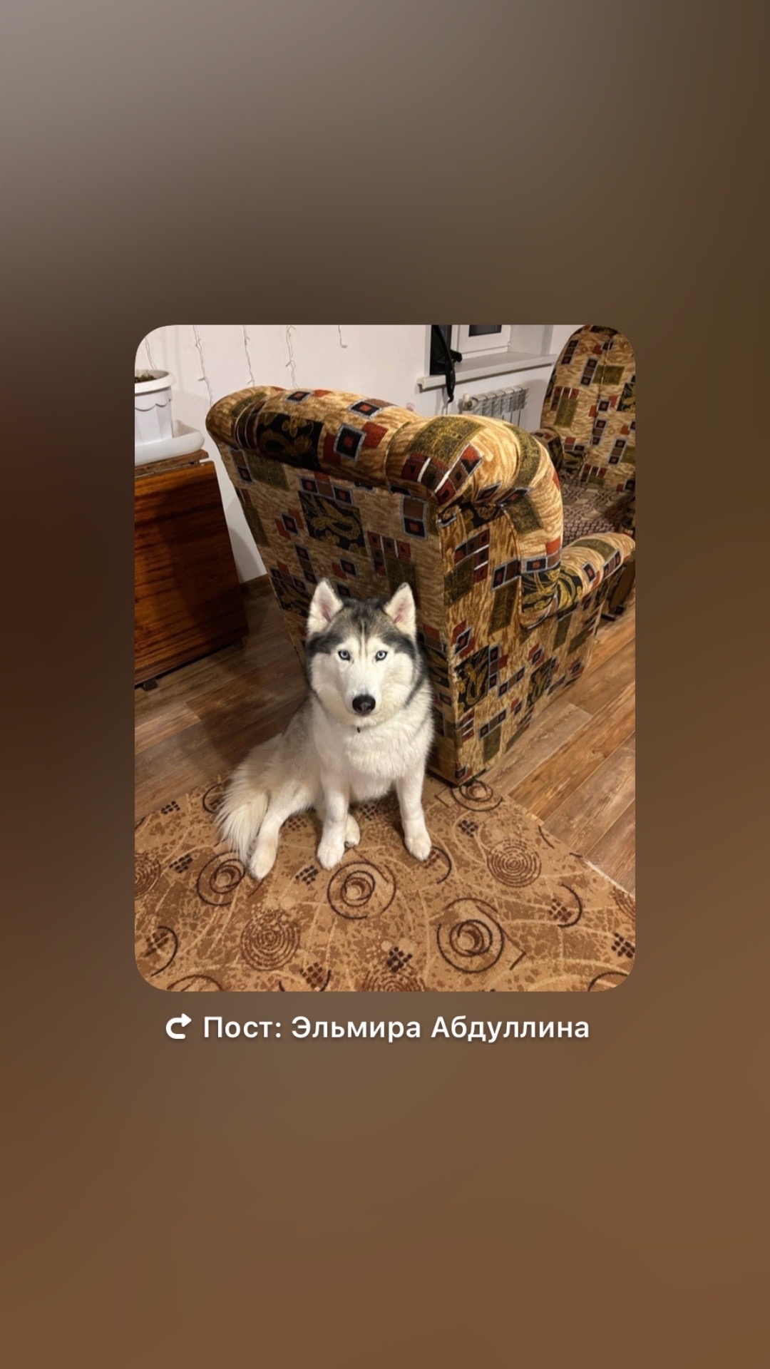 Пропала собака в Владимире — фото объявления