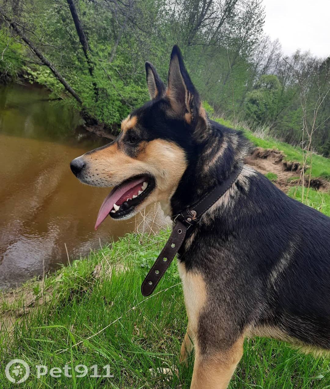 Пропала собака в Владимире — фото объявления