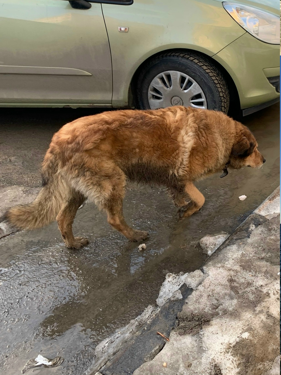 Пропала собака в Владимире — фото объявления