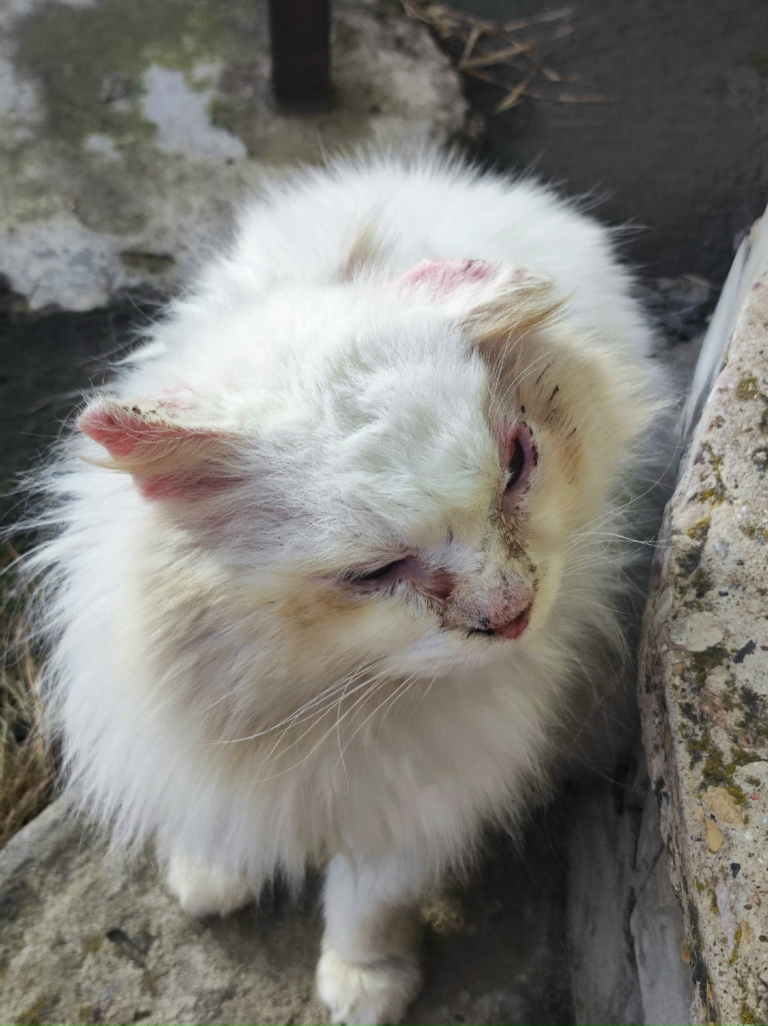 Найдена собака в Владимире — фото объявления