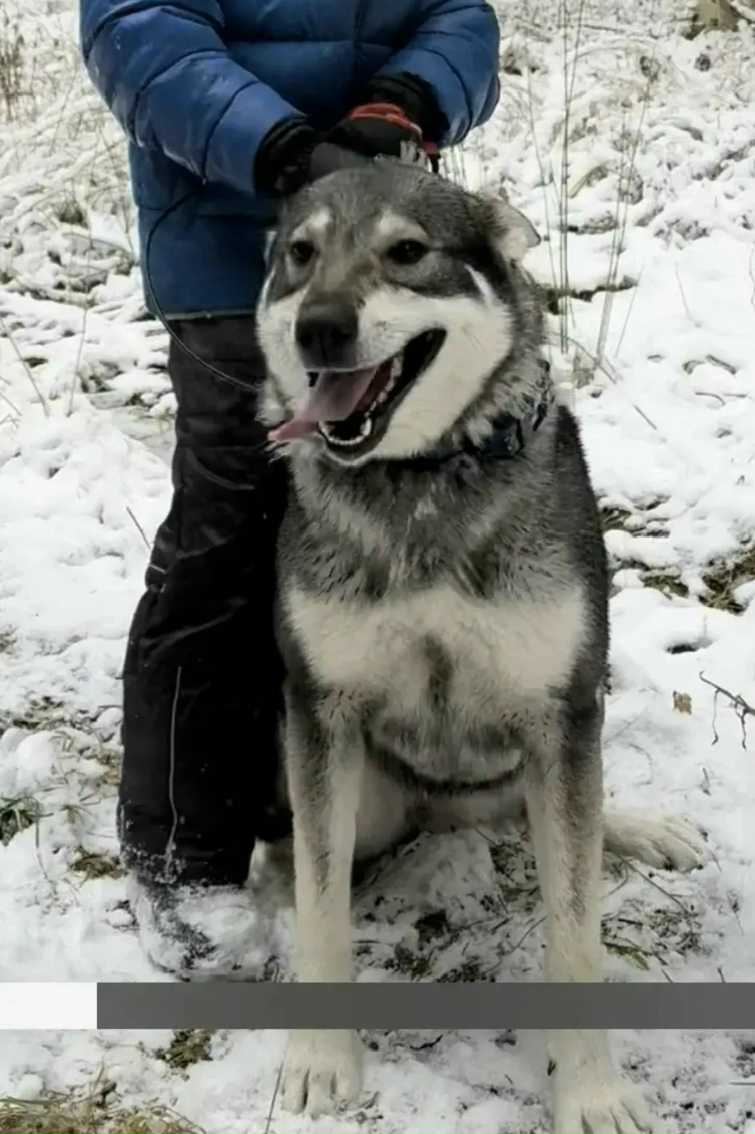 Пропала собака в Владимире — фото объявления