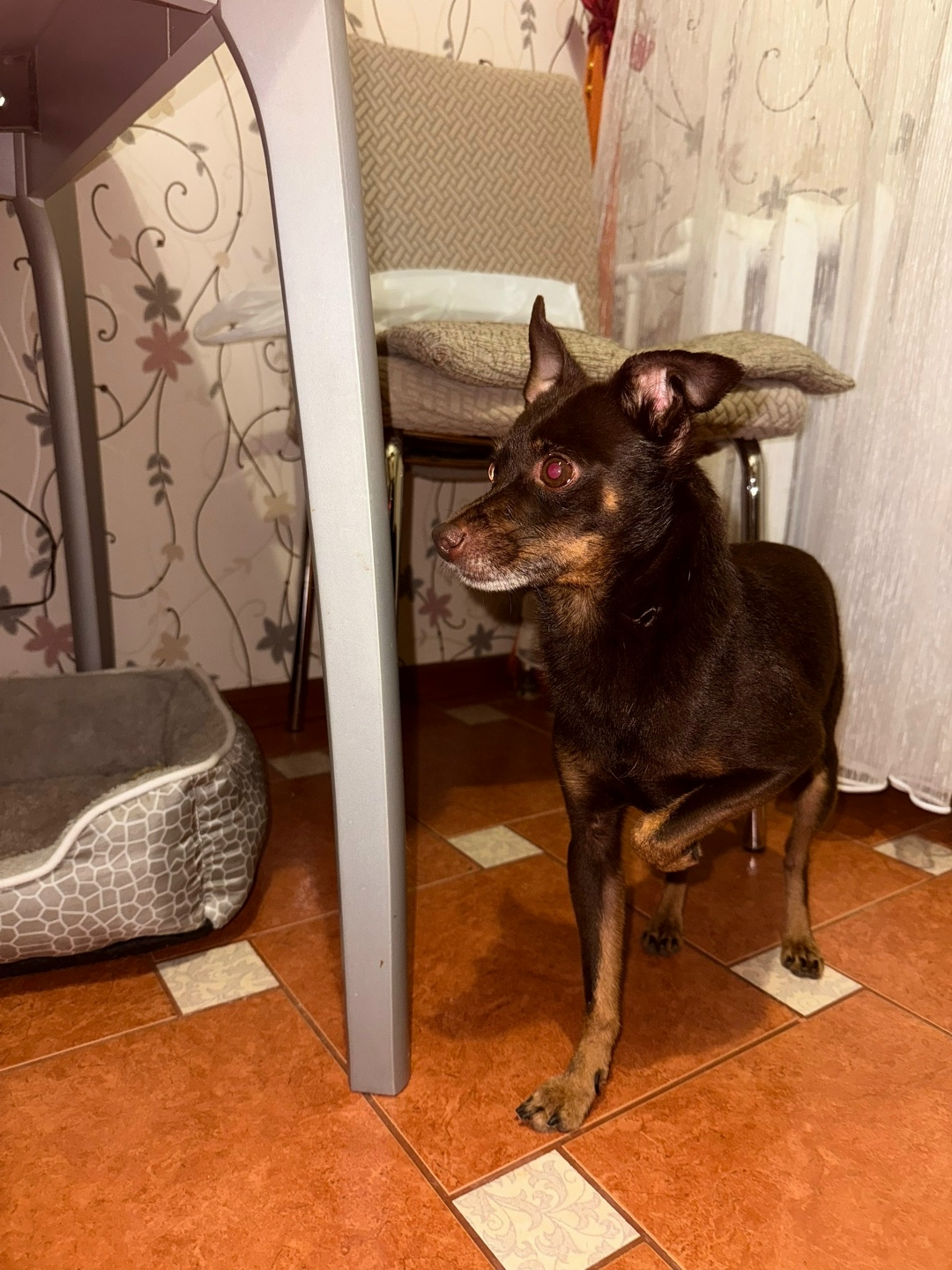 Найдена собака в Владимире — фото объявления