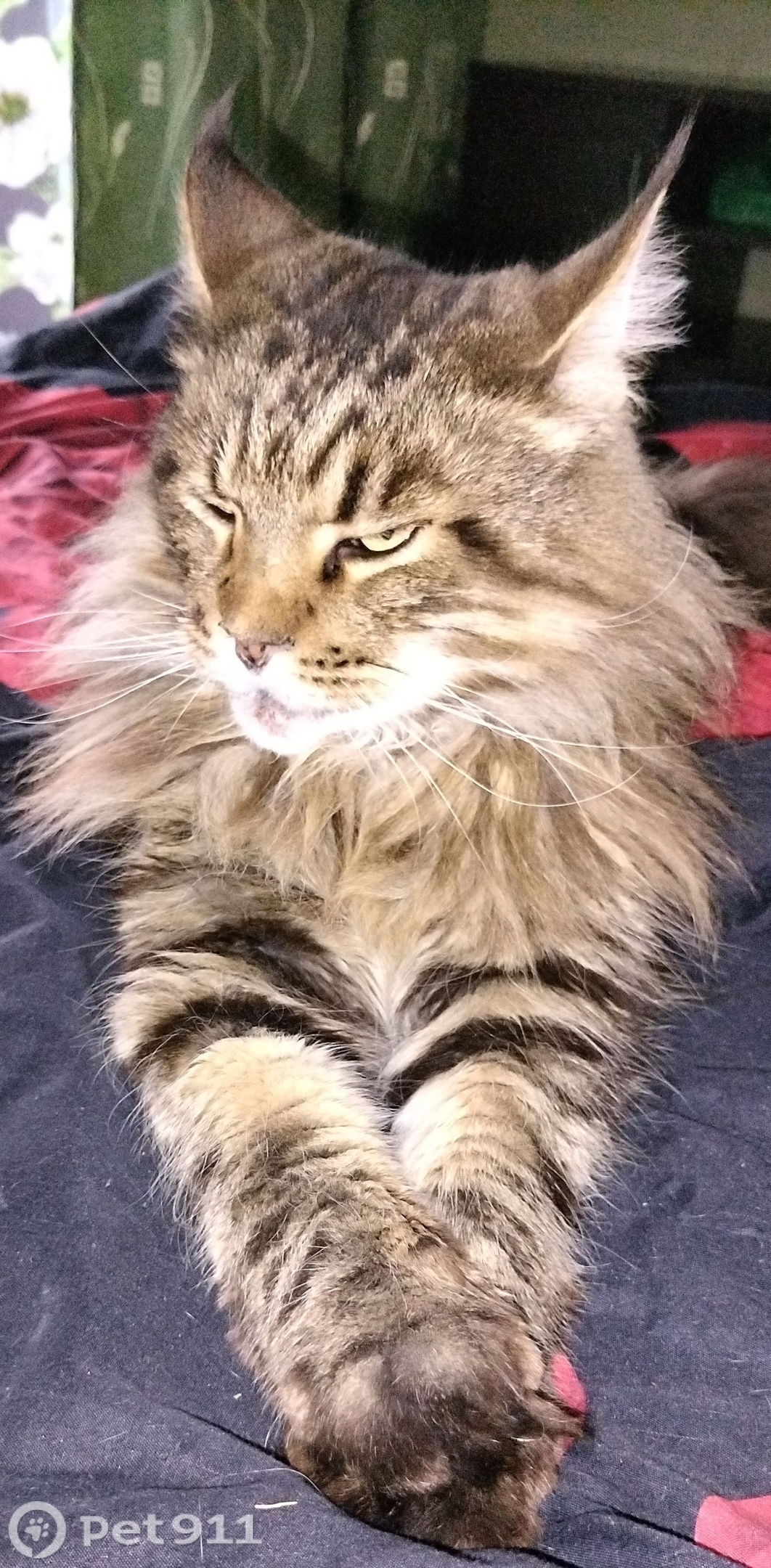 Пропала кошка в Владимире — фото объявления