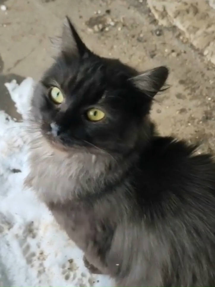 Найдена кошка в Владимире — фото объявления