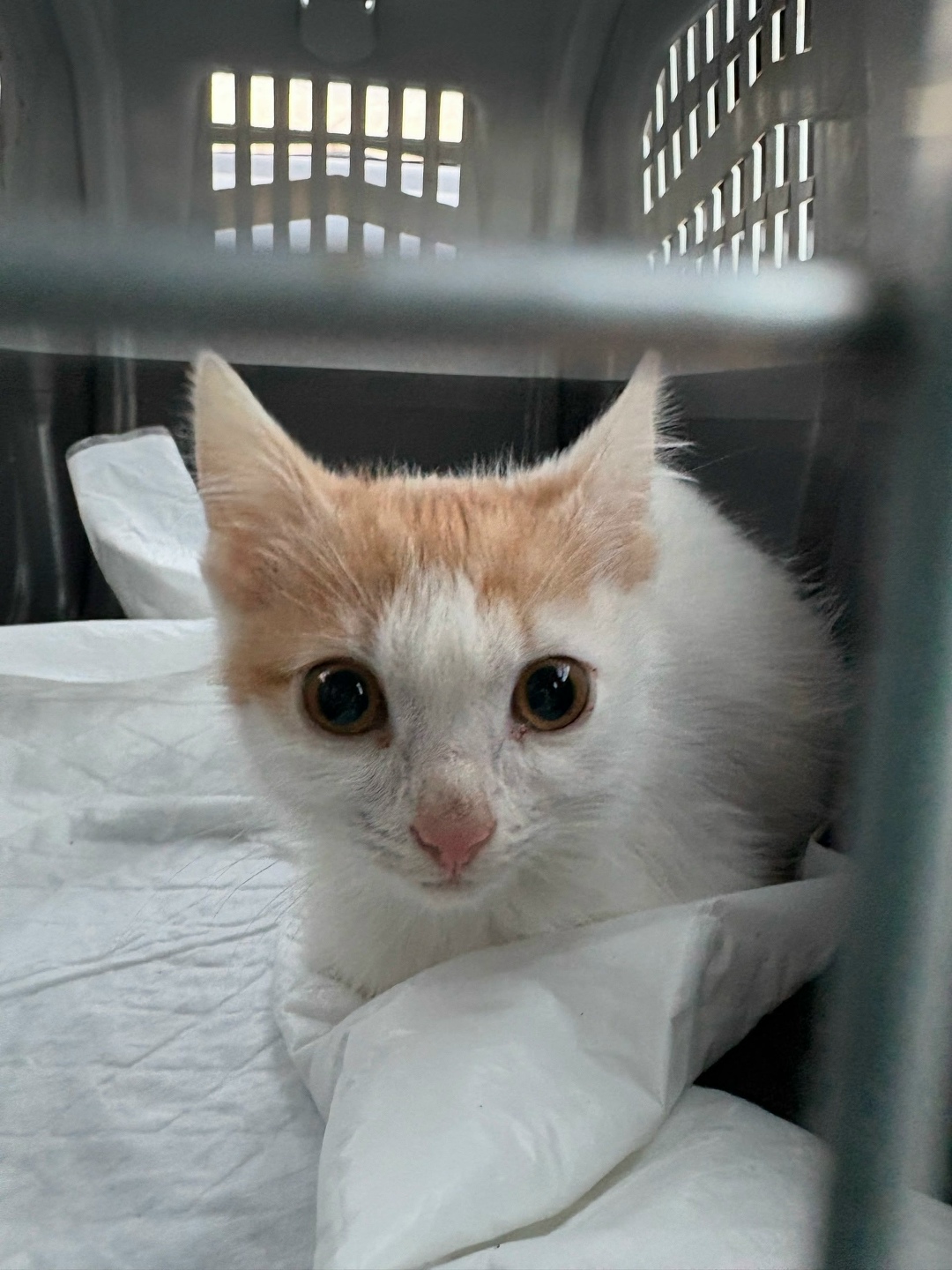 Найдена кошка в Владимире — фото объявления