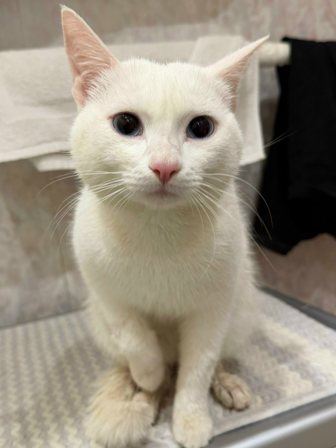 Найдена кошка в Владимире — фото объявления