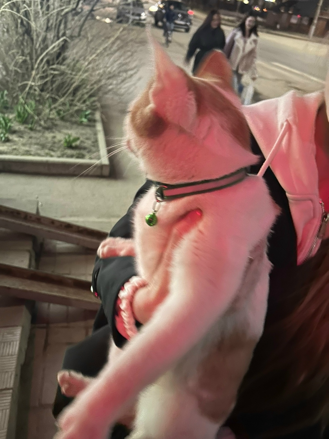 Найдена кошка в Владимире — фото объявления