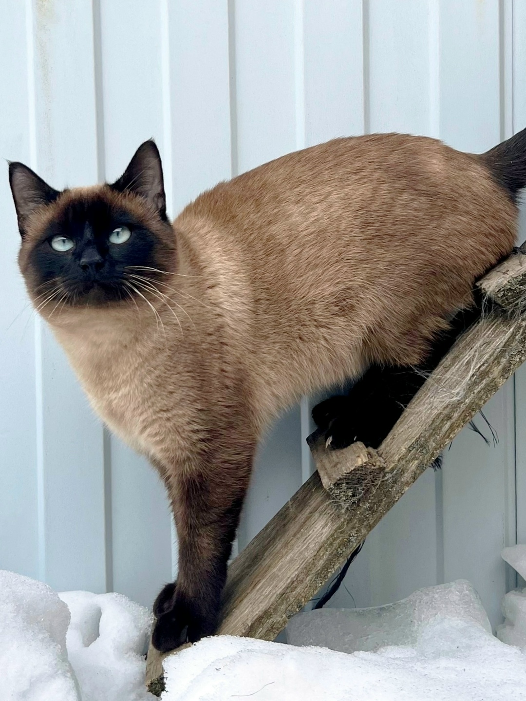 Пропала кошка в Владимире — фото объявления