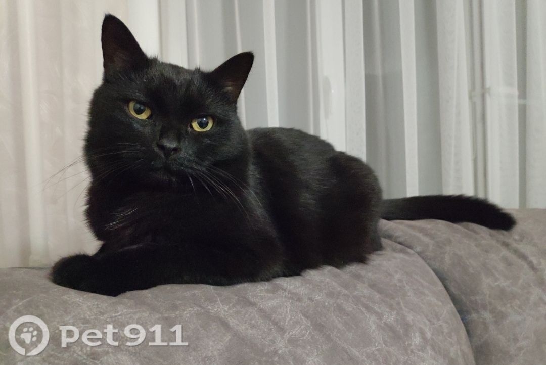 Пропала кошка в Владимире — фото объявления