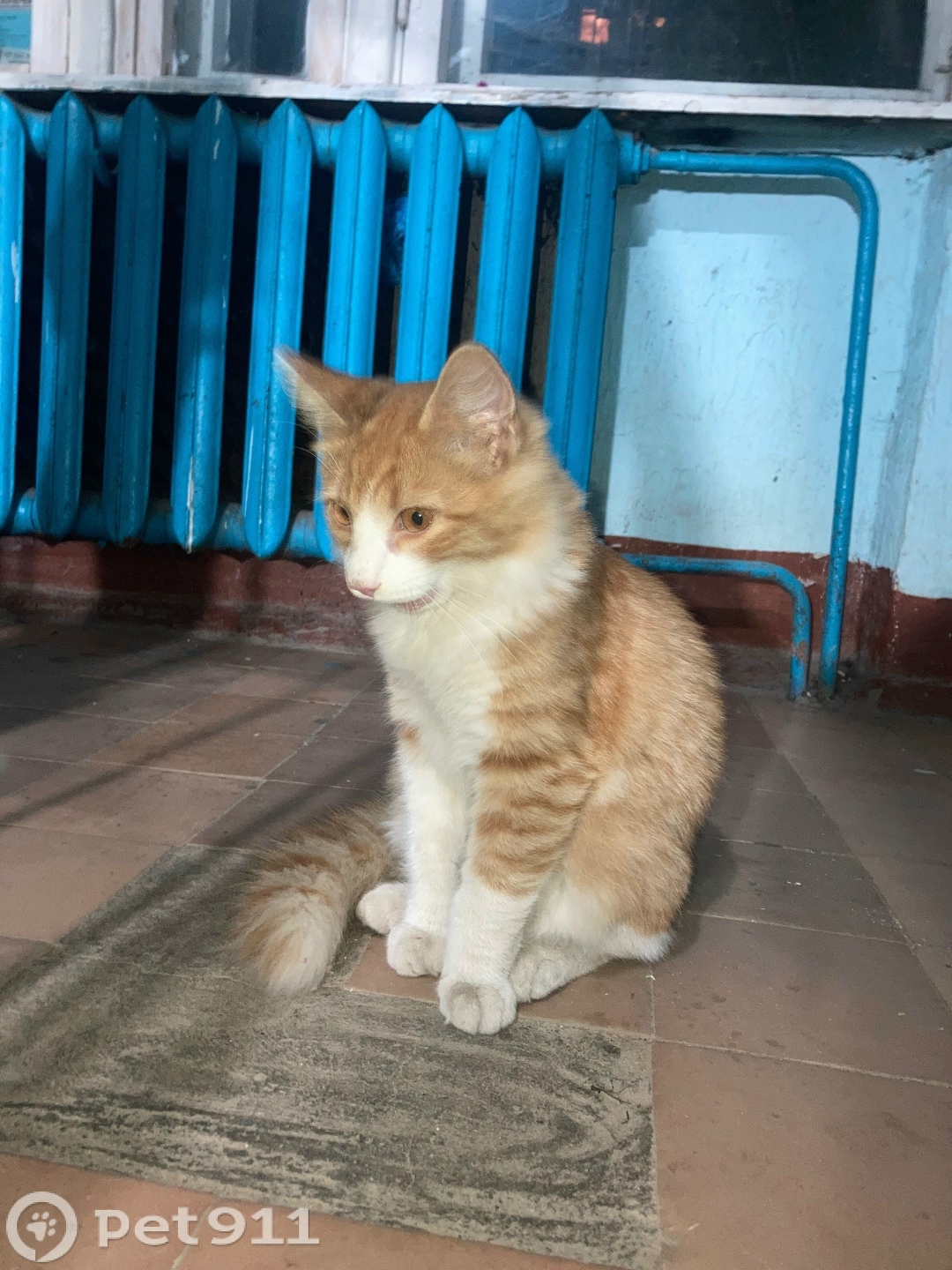 Найдена кошка в Владимире — фото объявления