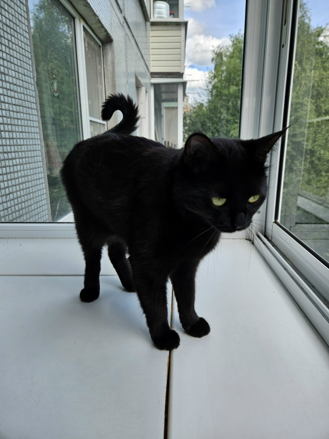 Пропала кошка в Владимире — фото объявления