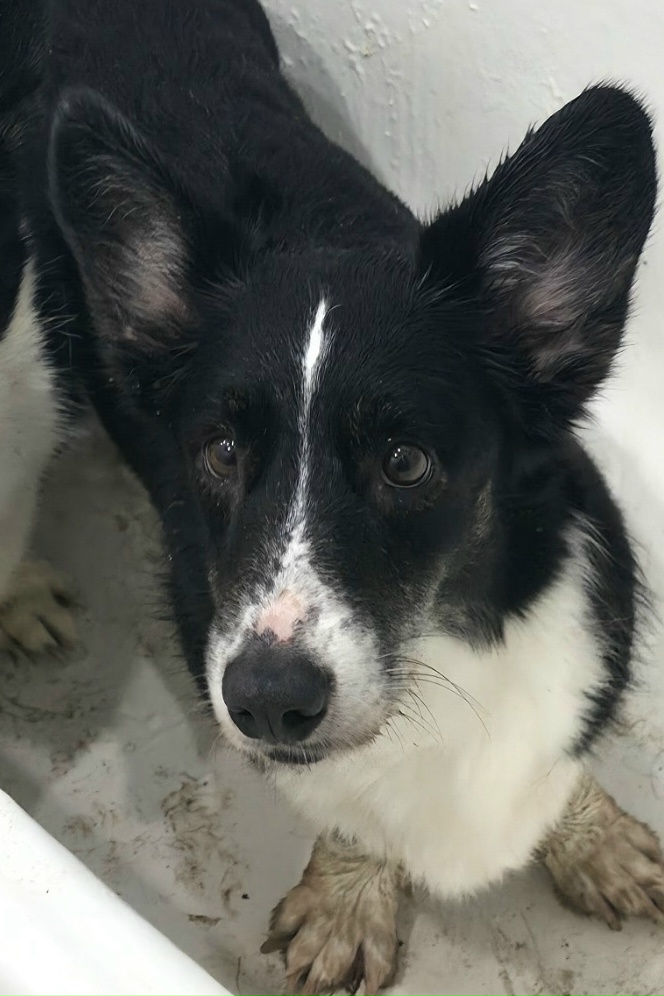 Пропала собака в Владимире — фото объявления