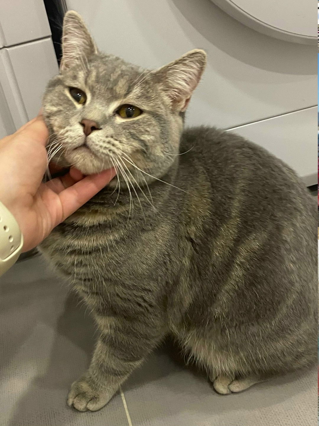 Найдена кошка в Владимире — фото объявления