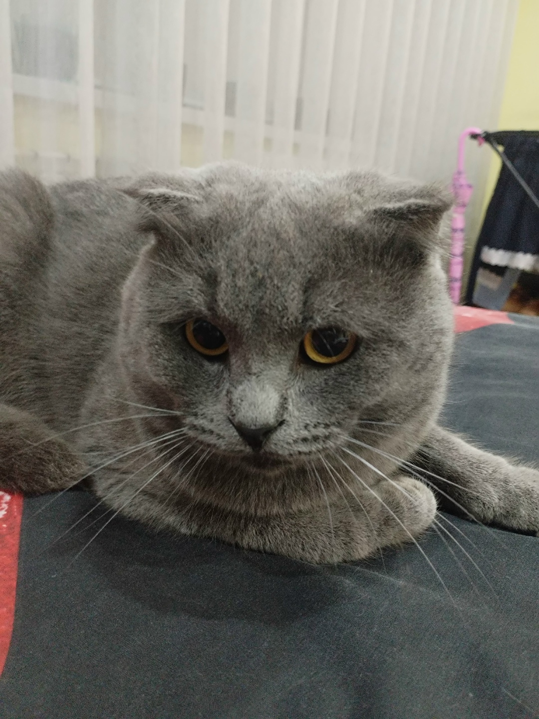 Пропала кошка в Владимире — фото объявления