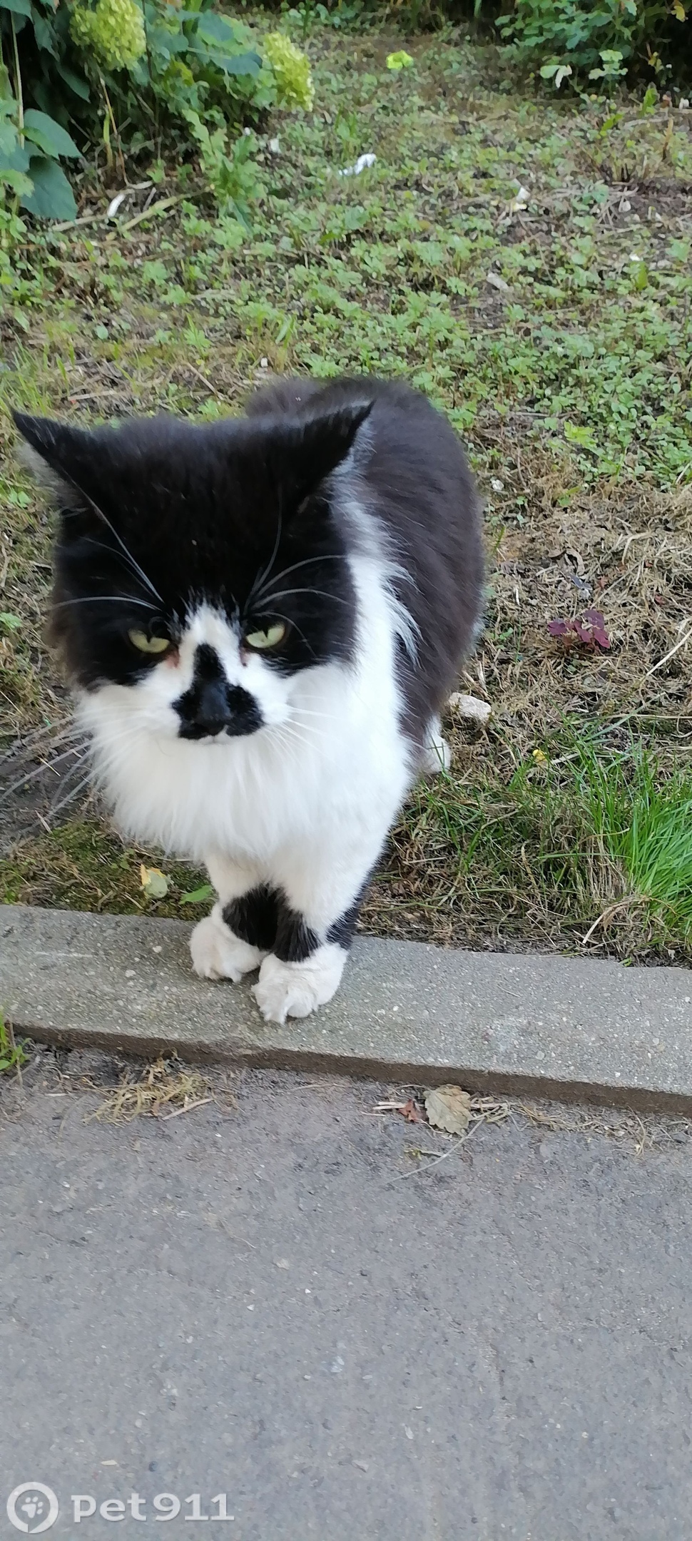 Найдена кошка в Владимире — фото объявления