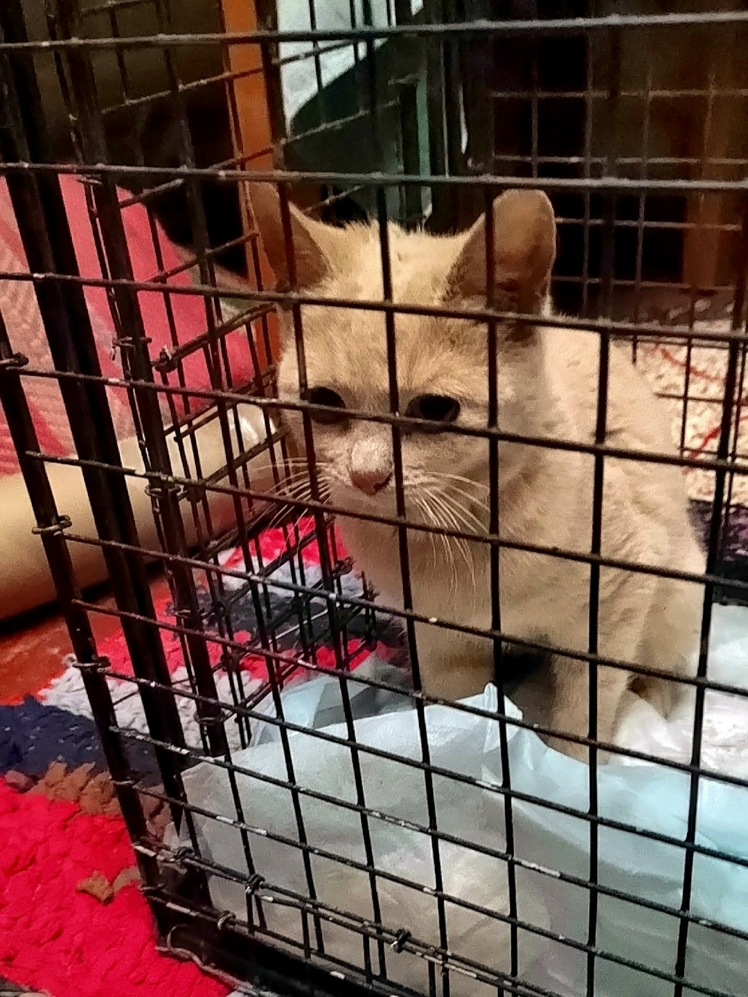 Найдена кошка в Владимире — фото объявления