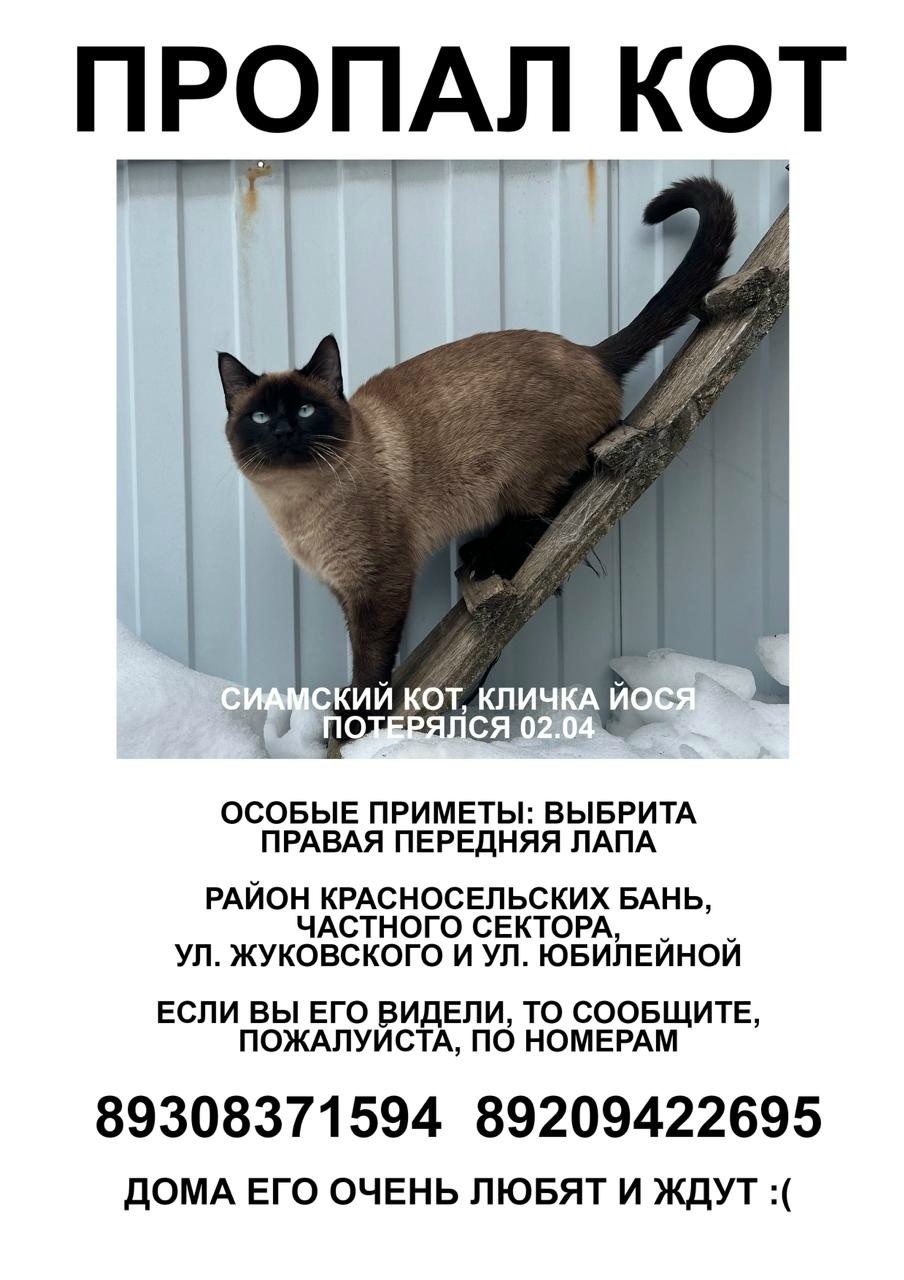 Пропала кошка в Владимире — фото объявления