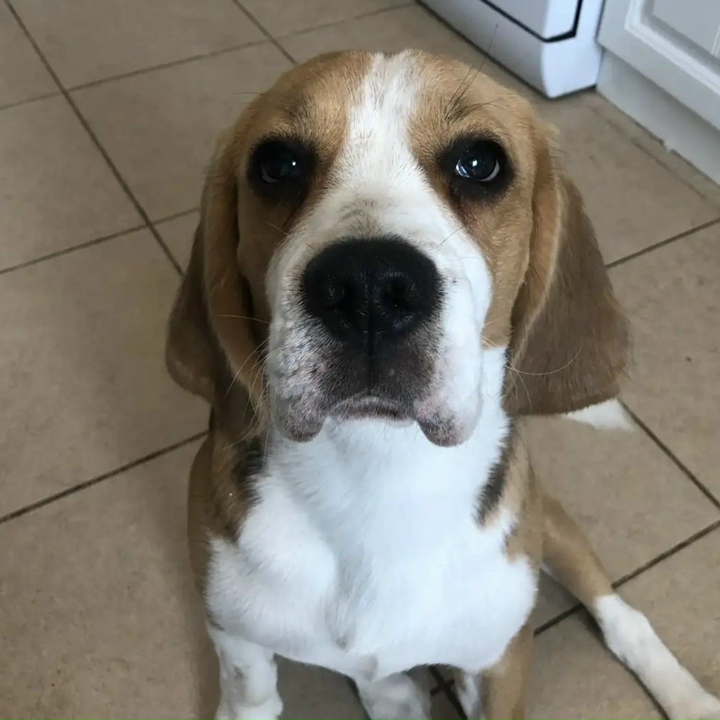 Пропала собака в Владимире — фото объявления