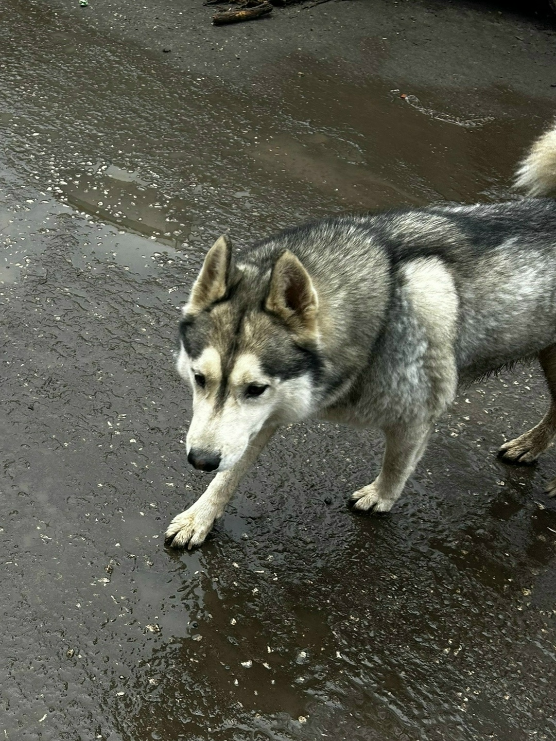 Пропала собака в Владимире — фото объявления