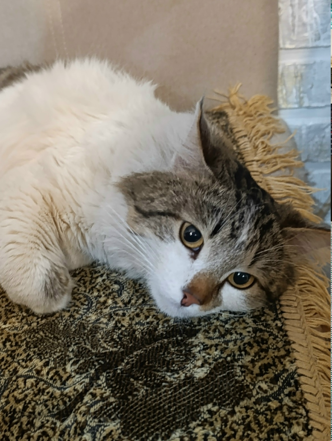 Найдена кошка в Владимире — фото объявления